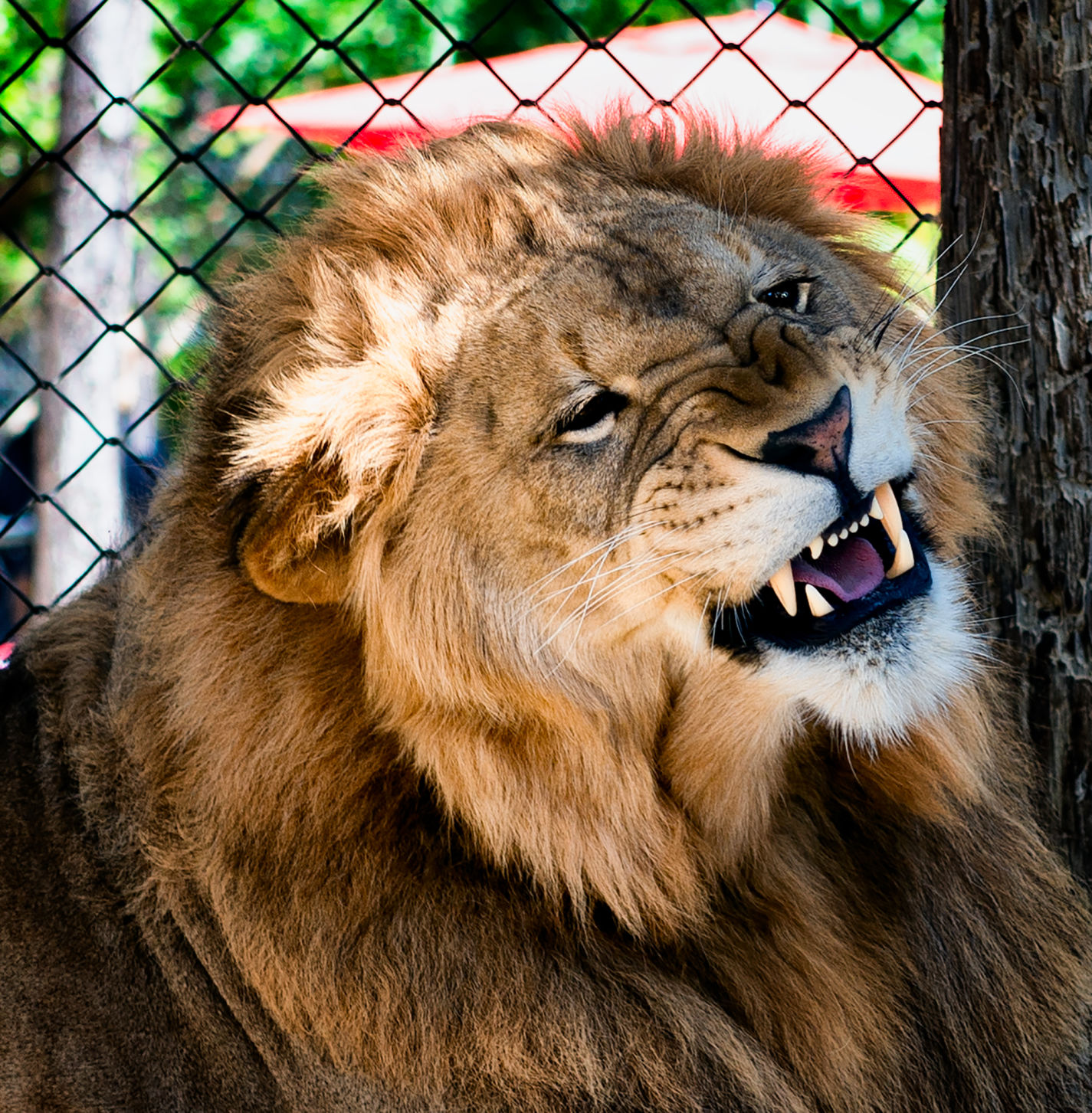 Bazu the lion
